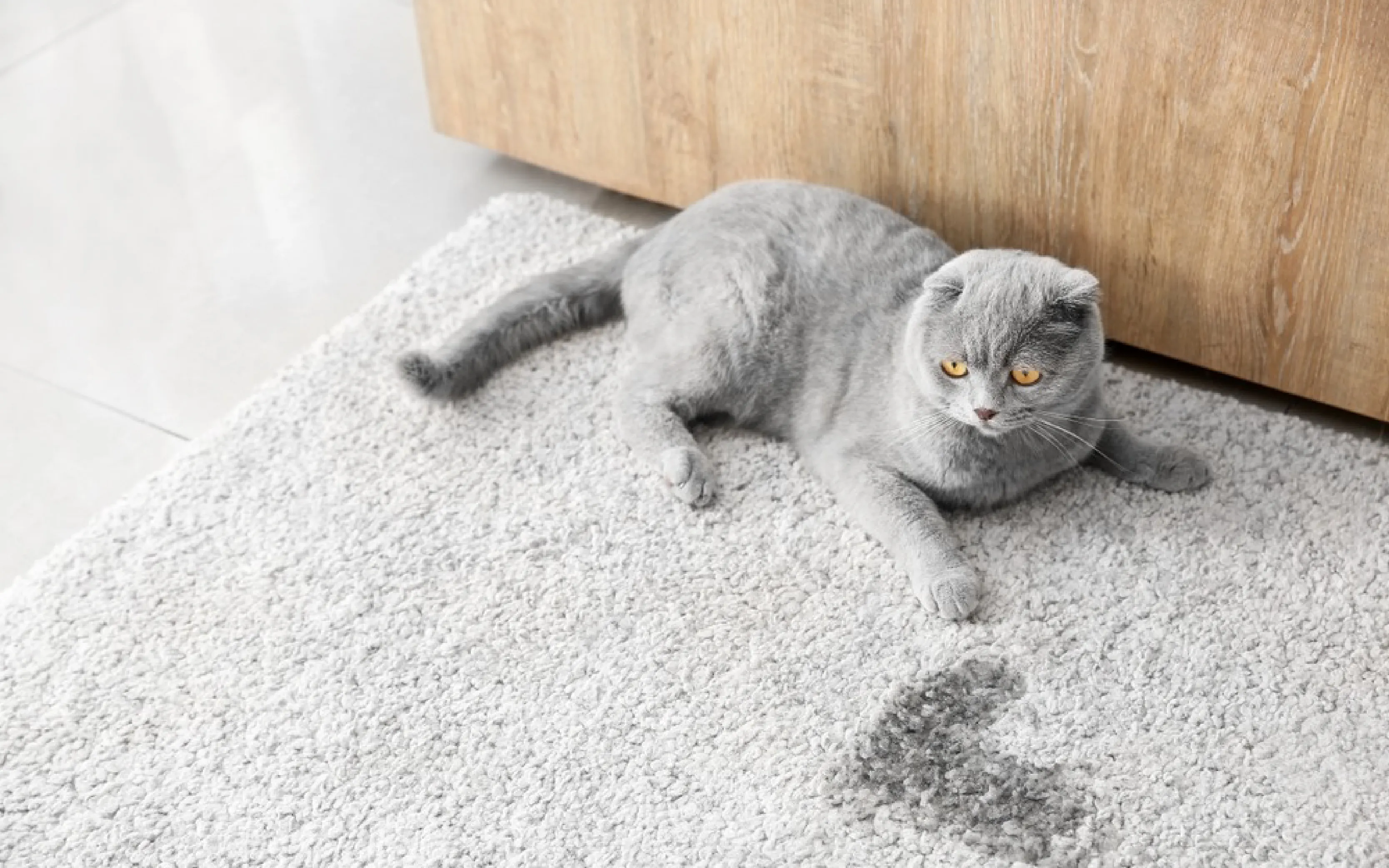 carpet cleaning in new york, carpet cleaning new york, carpet cleaners in new york, carpet cleaners in new york, commercial carpet cleaning, commercial carpet cleaning in new york, new york rug cleaners, rug cleaning services in new york, same day carpet cleaning, same day rug cleaning in new york