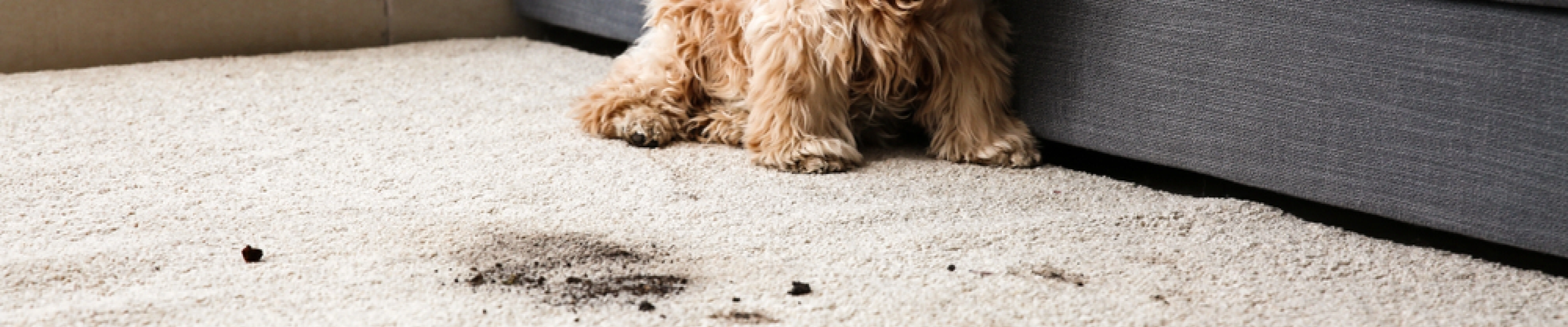 carpet cleaning in new york, carpet cleaning new york, carpet cleaners in new york, carpet cleaners in new york, commercial carpet cleaning, commercial carpet cleaning in new york, new york rug cleaners, rug cleaning services in new york, same day carpet cleaning, same day rug cleaning in new york