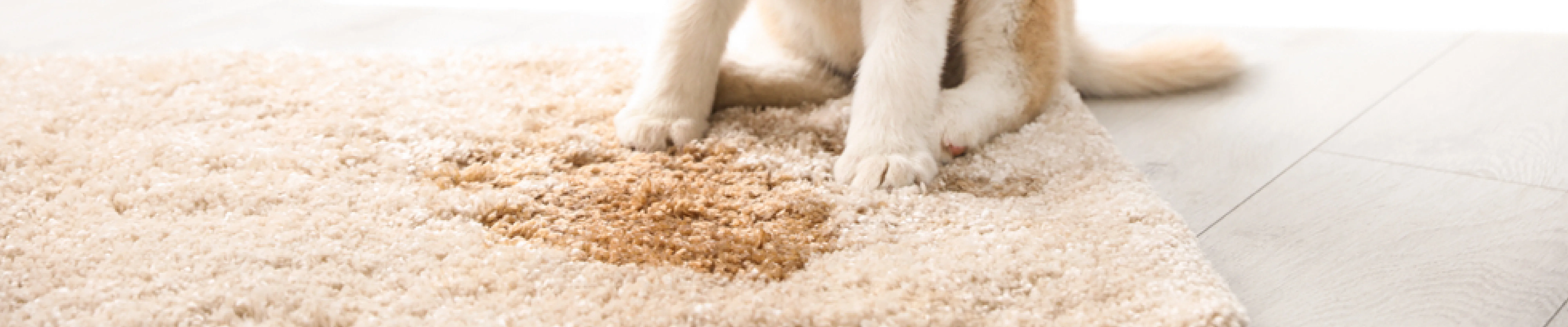 carpet cleaning in new york, carpet cleaning new york, carpet cleaners in new york, carpet cleaners in new york, commercial carpet cleaning, commercial carpet cleaning in new york, new york rug cleaners, rug cleaning services in new york, same day carpet cleaning, same day rug cleaning in new york