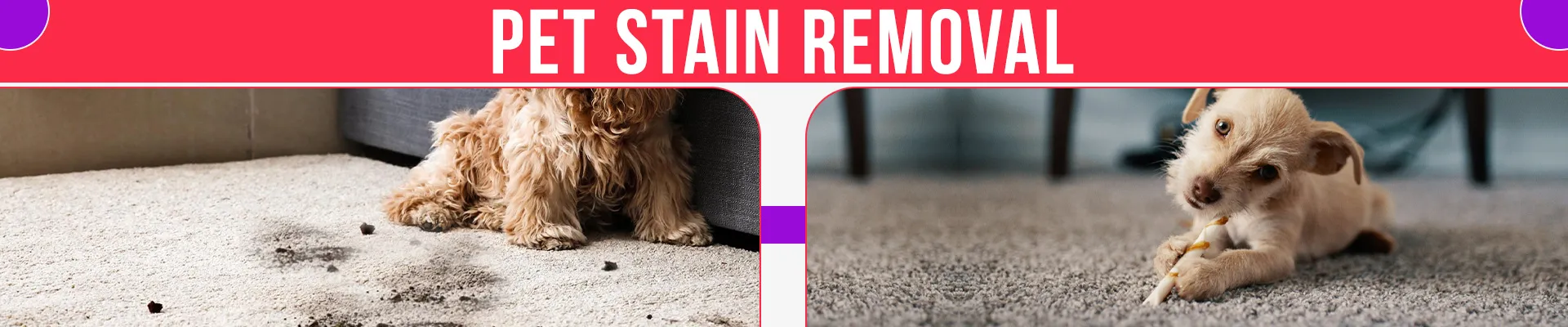 carpet cleaning in brooklyn, carpet cleaning in brooklyn, carpet cleaning brooklyn, carpet cleaners in brooklyn, carpet cleaners in brooklyn, commercial carpet cleaning, commercial carpet cleaning in brooklyn, brooklyn rug cleaners, rug cleaning services in brooklyn, same day carpet cleaning, same day rug cleaning
