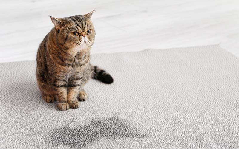 carpet cleaning in Westchester, carpet cleaning in Westchester, carpet cleaning Westchester, carpet cleaners in Westchester, carpet cleaners in Westchester, commercial carpet cleaning, commercial carpet cleaning in Westchester, Westchester rug cleaners, rug cleaning services in Westchester, same day carpet cleaning, same day rug cleaning